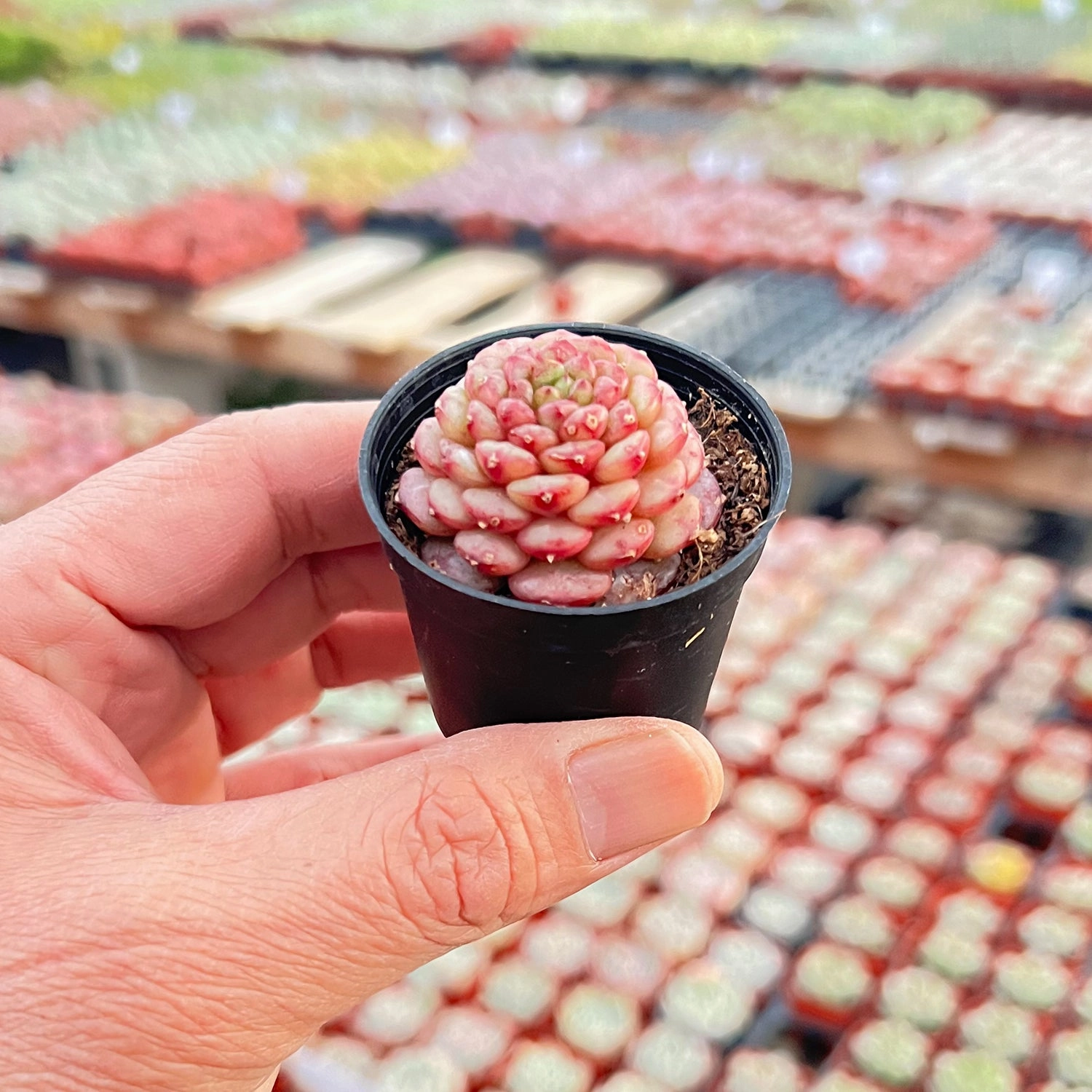 Echeveria Red Velvet sp. 14