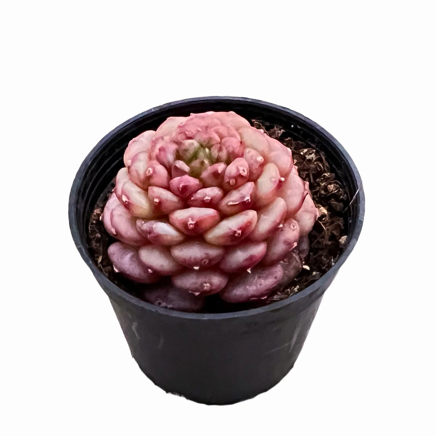 Echeveria Red Velvet sp. 14