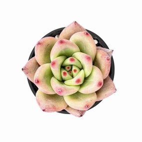 Echeveria Roca mini ornamental plant  