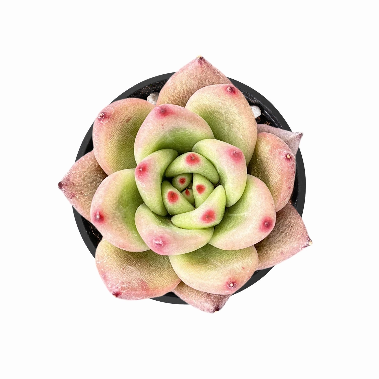 Echeveria Roca mini ornamental plant  