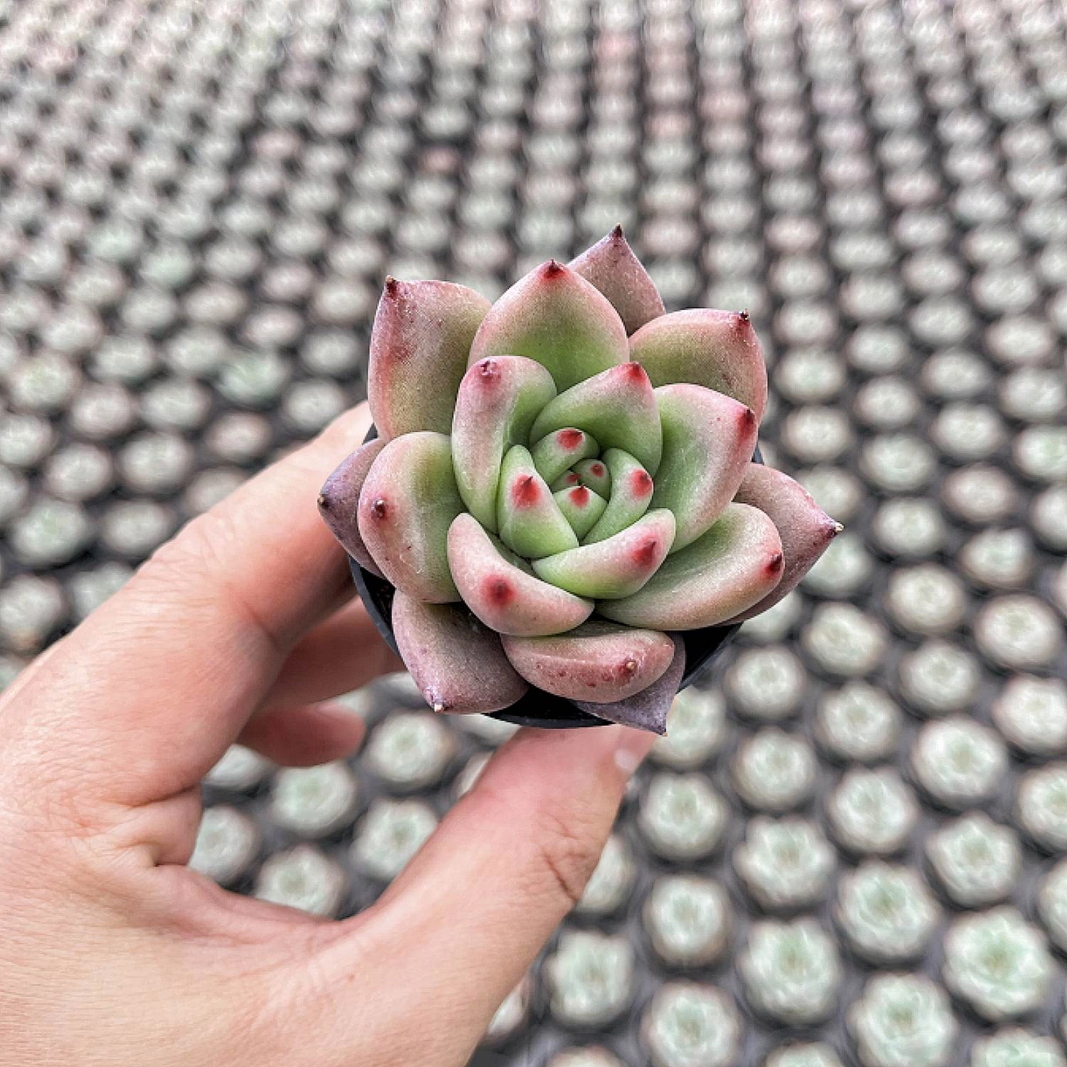 Echeveria Roca
