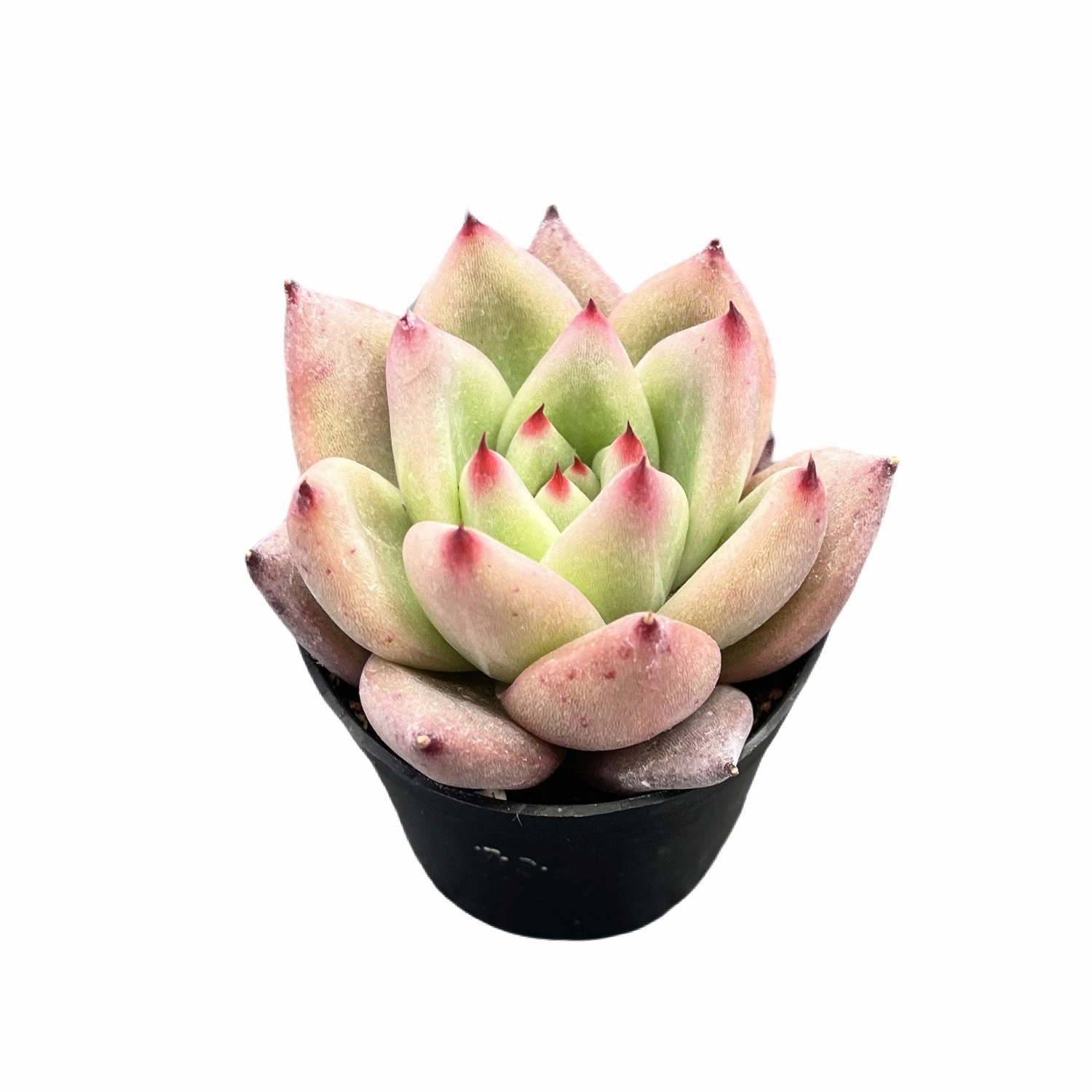 Echeveria Roca