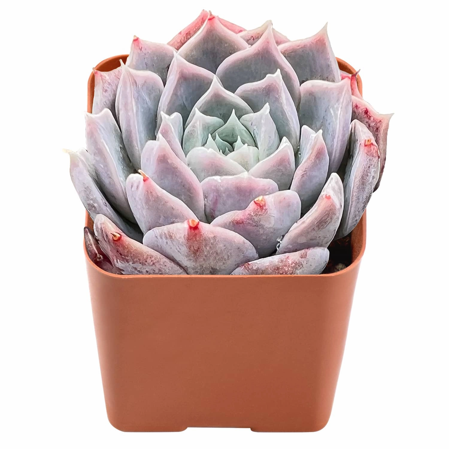 Echeveria Rosalia
