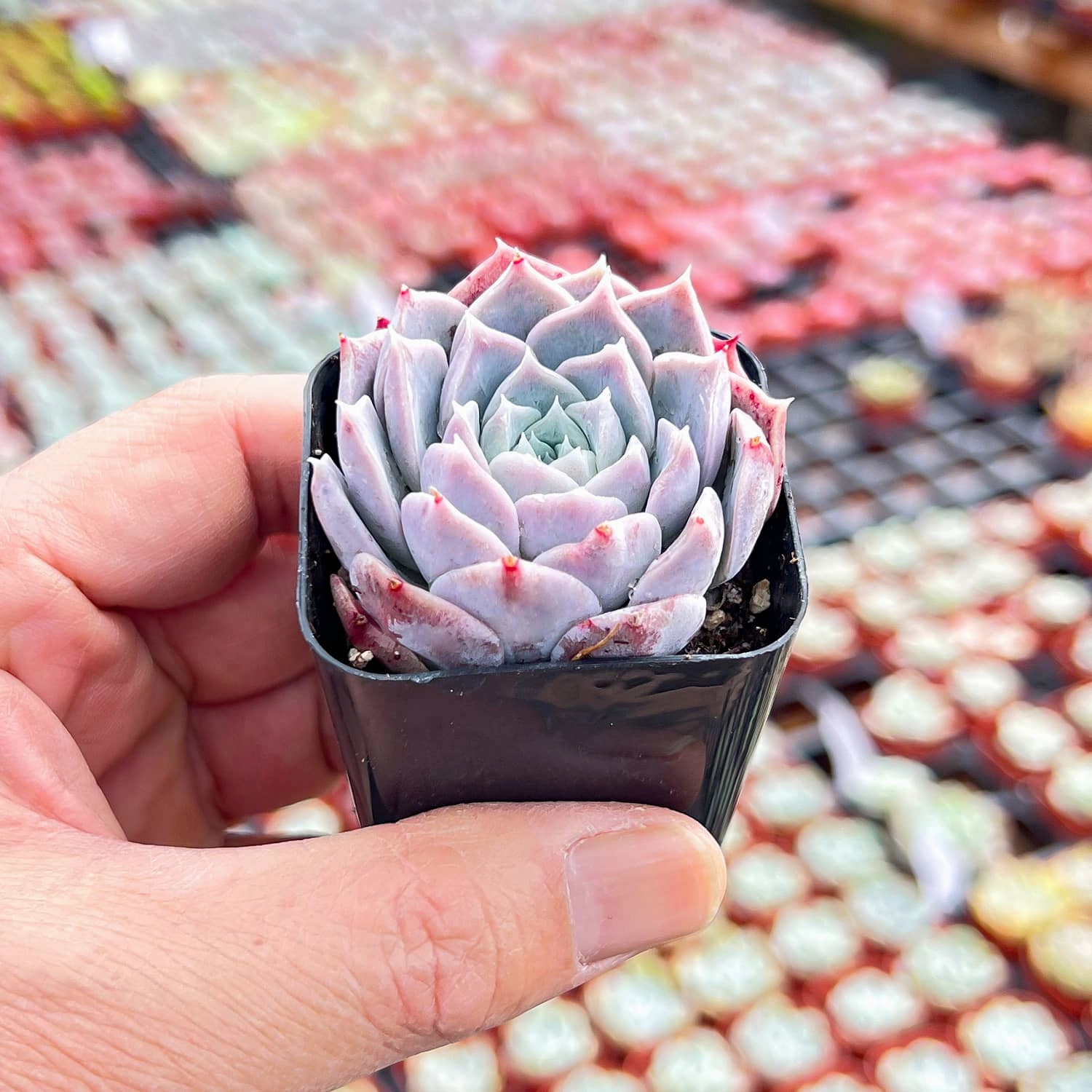 Echeveria Rosalia