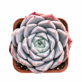 Echeveria Rosalia mini ornamental plant  