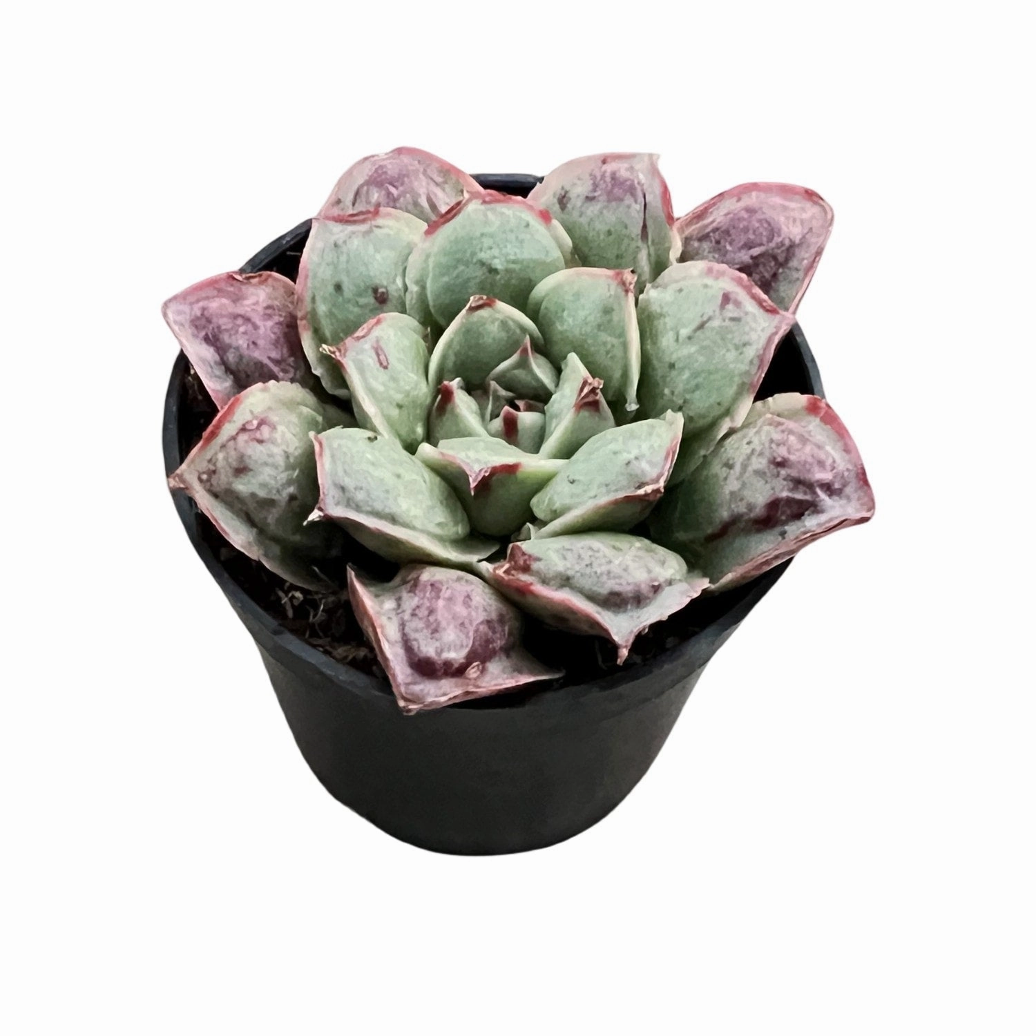 Echeveria Rosima Raindrop/ Echeveria Longissima var. Bumps (Rare)