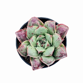 Echeveria Rosima Raindrop/ Echeveria Longissima var. Bumps (Rare) mini ornamental plant  