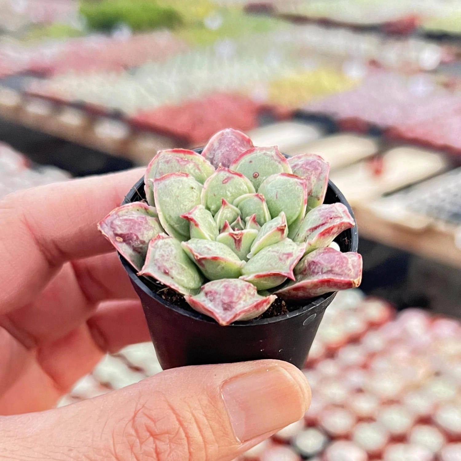 Echeveria Rosima Raindrop/ Echeveria Longissima var. Bumps (Rare)