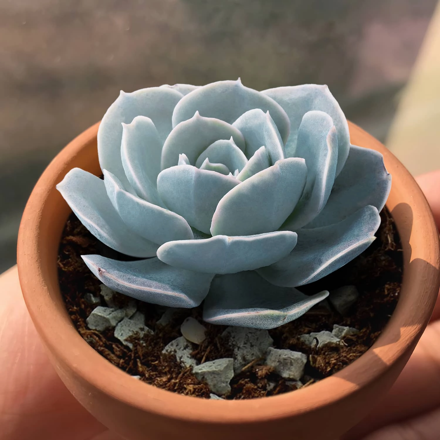 Echeveria runyonii Rose ex Walther
