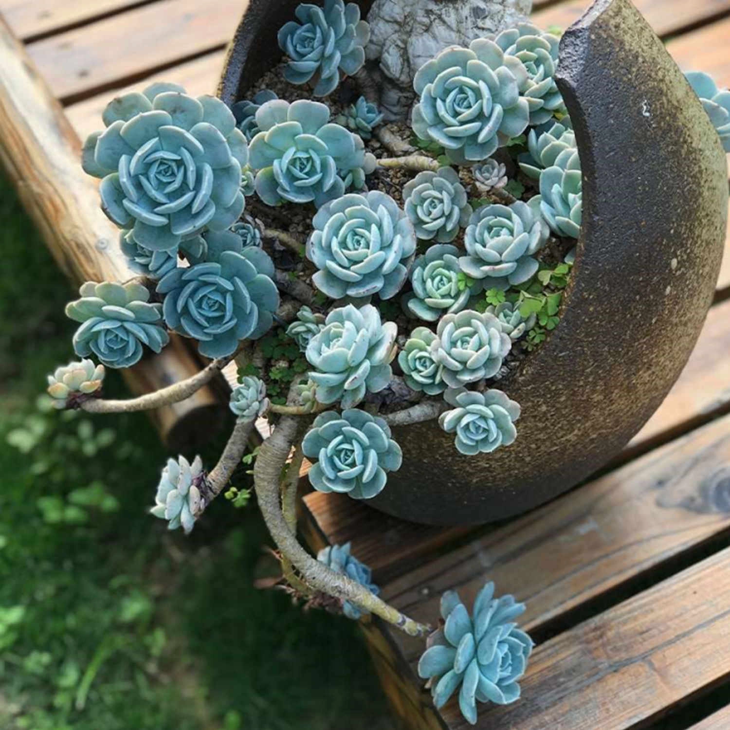 Echeveria runyonii Rose ex Walther