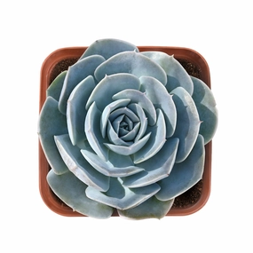 Echeveria runyonii Rose ex Walther mini ornamental plant  