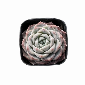 Echeveria Snow Fairy mini ornamental plant  