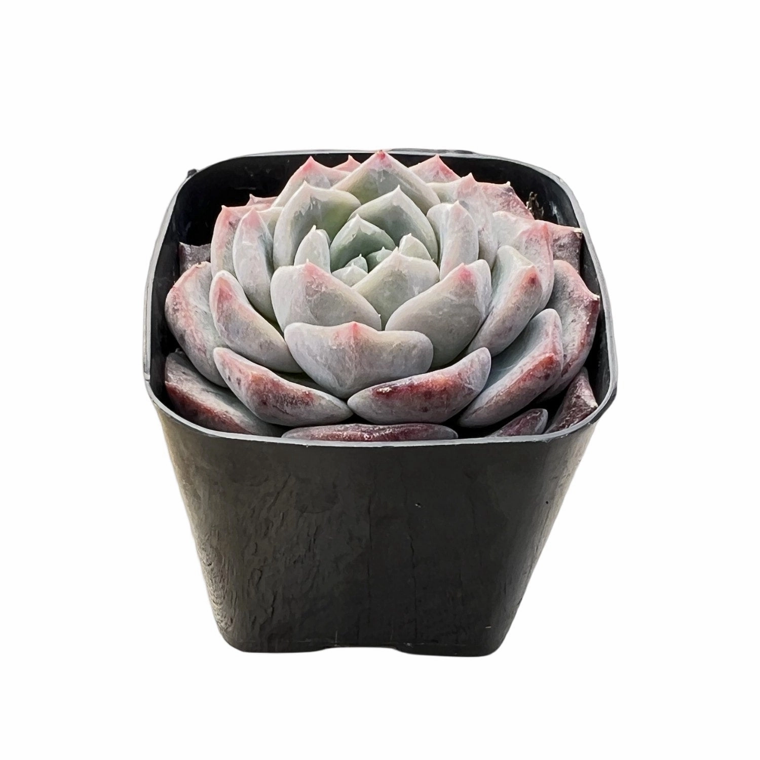 Echeveria Snow Fairy