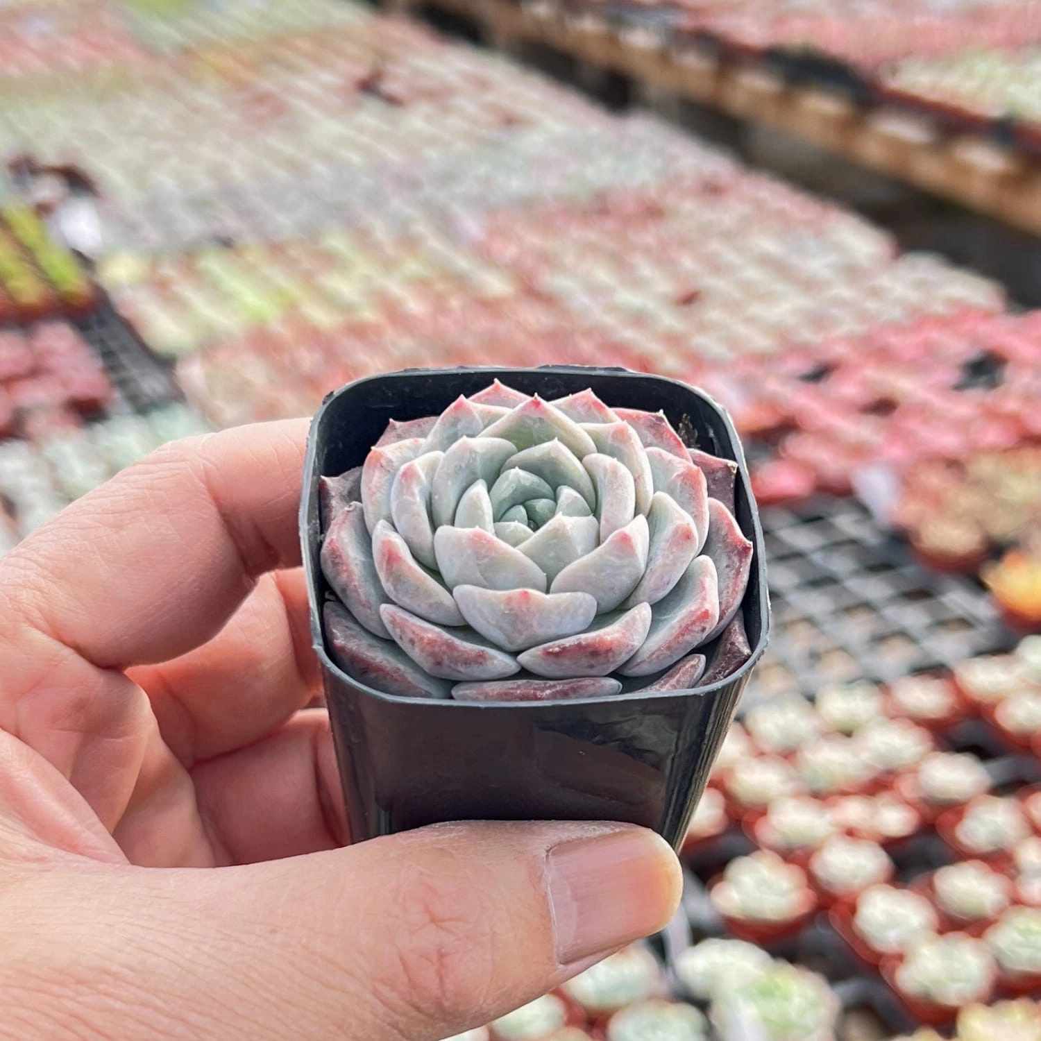 Echeveria Snow Fairy