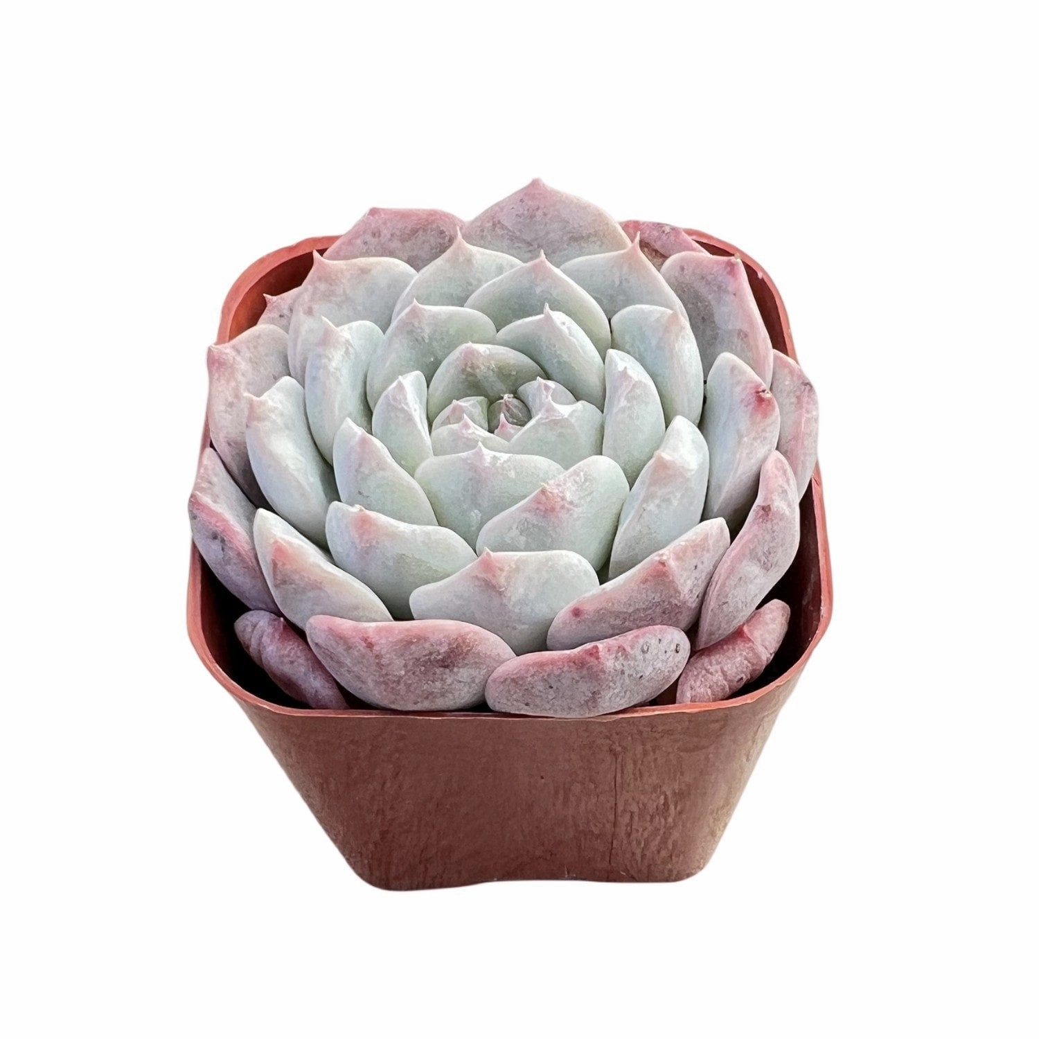 Echeveria sp. 'Pixie Bunny'