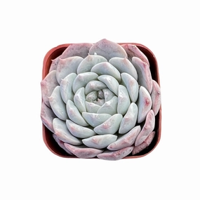 Echeveria sp. 'Pixie Bunny' mini ornamental plant  