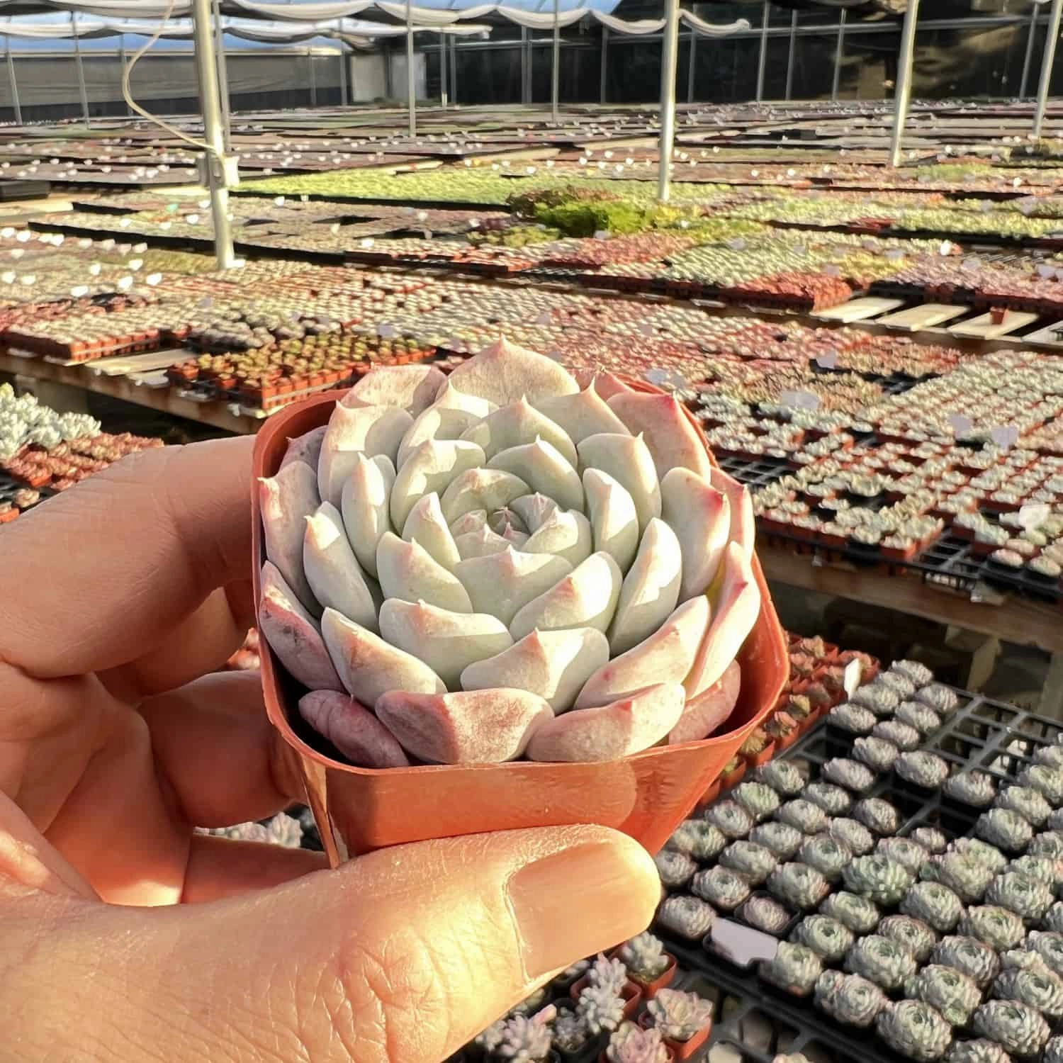 Echeveria sp. 'Pixie Bunny'