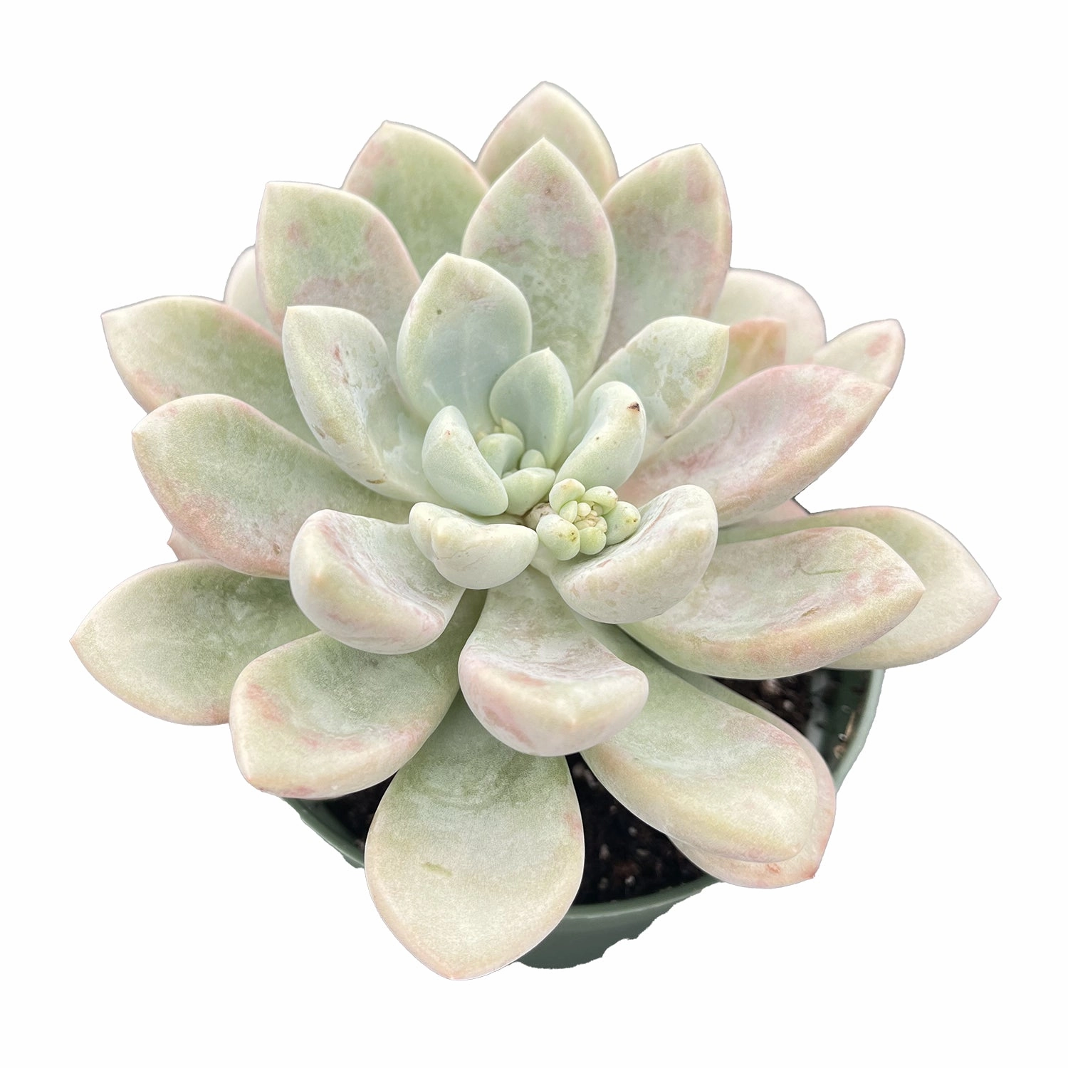 Echeveria Spotted Deer (4 inch)