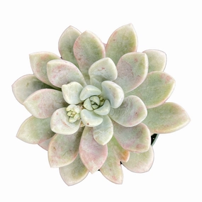 Echeveria Spotted Deer (4 inch) mini ornamental plant  
