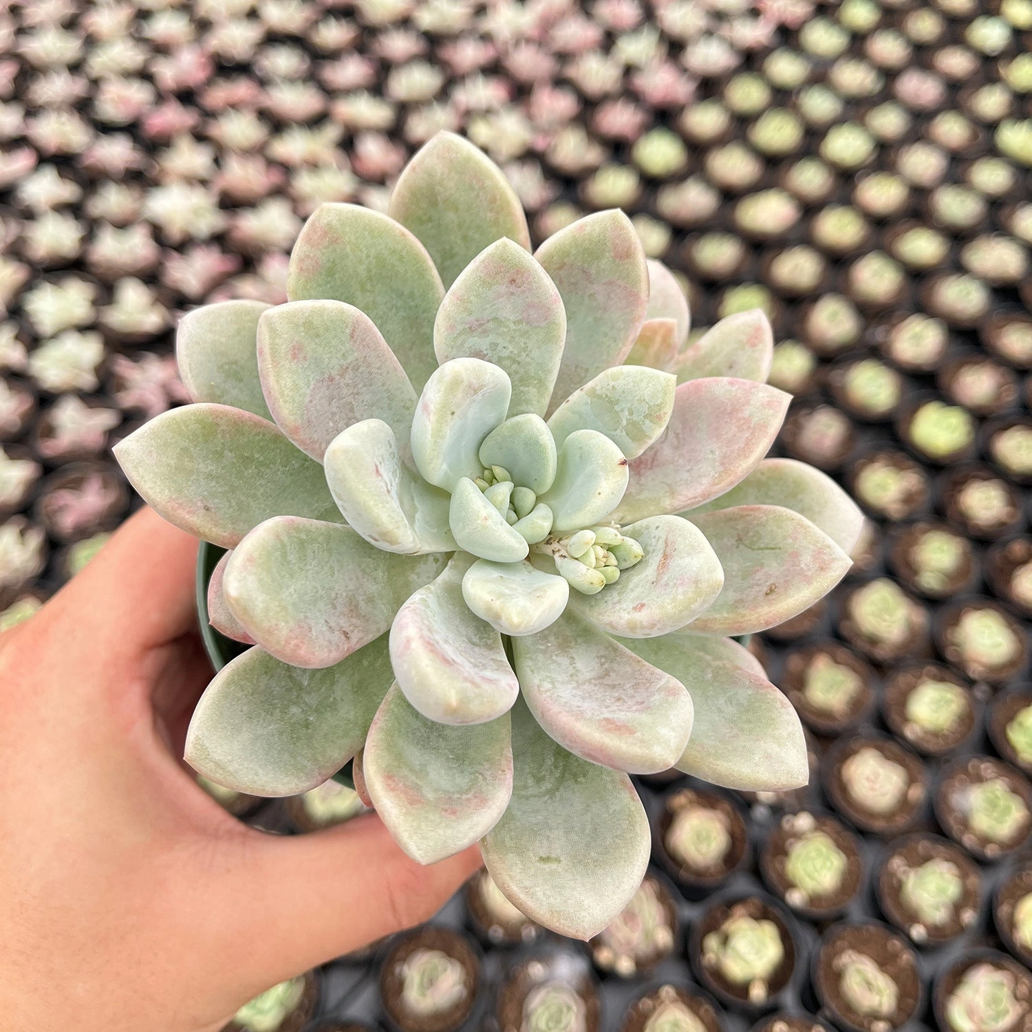 Echeveria Spotted Deer (4 inch)