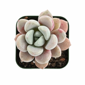 Echeveria Spotted Deer (Rare) mini ornamental plant  
