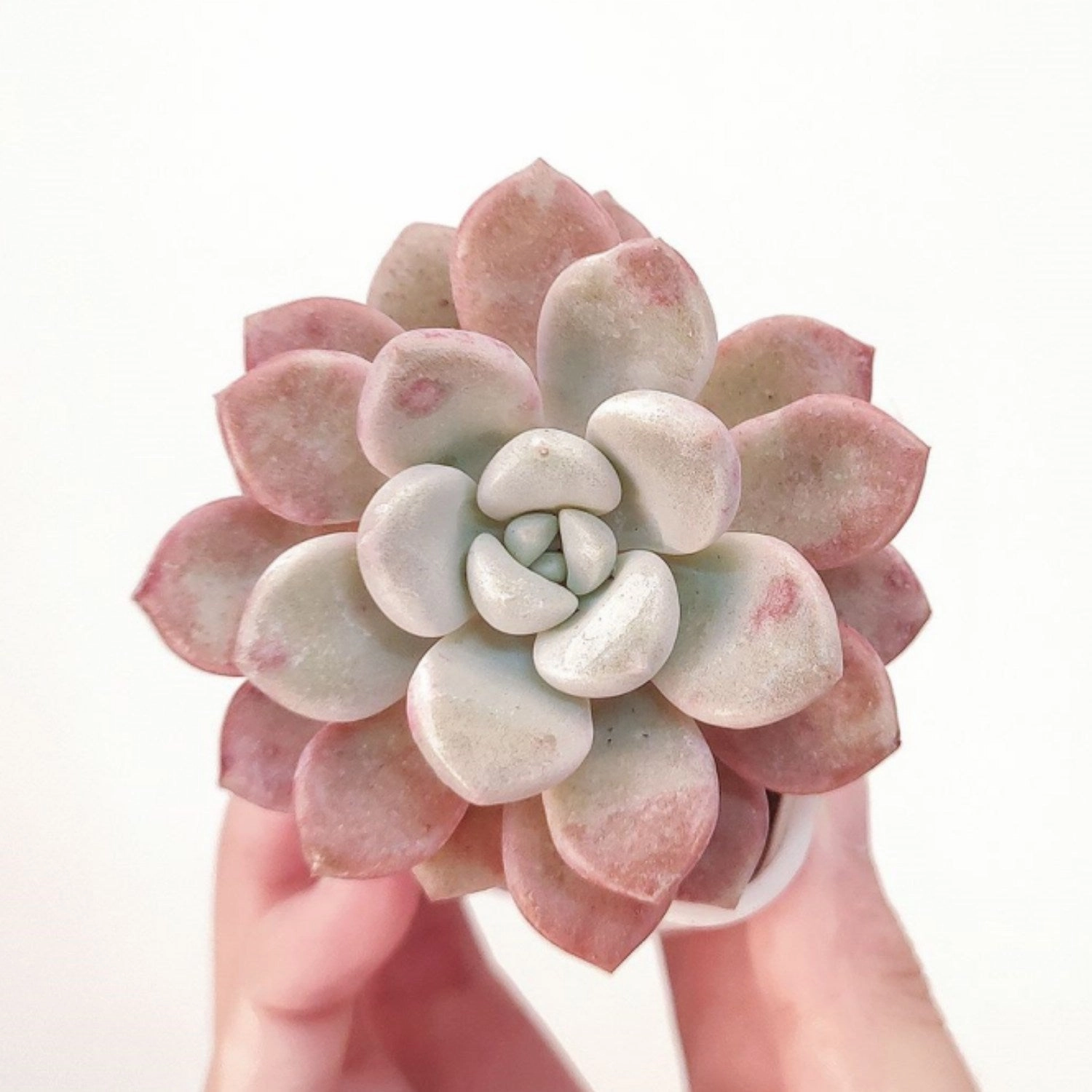 Echeveria Spotted Deer (Rare)