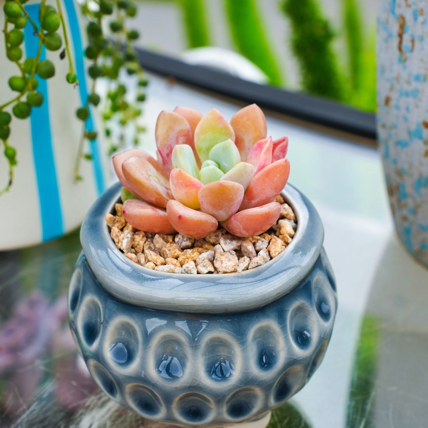 Echeveria Spotted Deer (Rare)