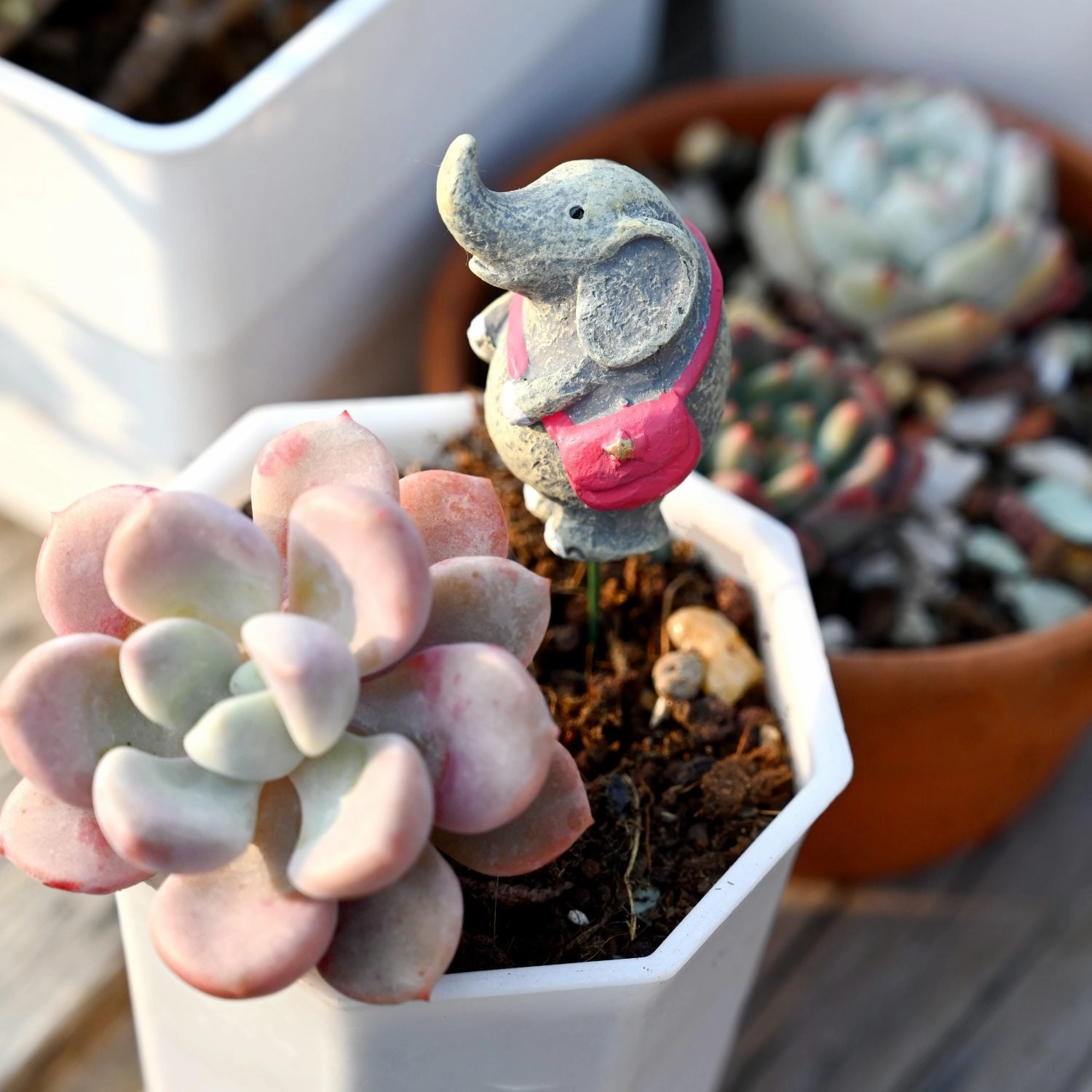 Echeveria Spotted Deer (Rare)