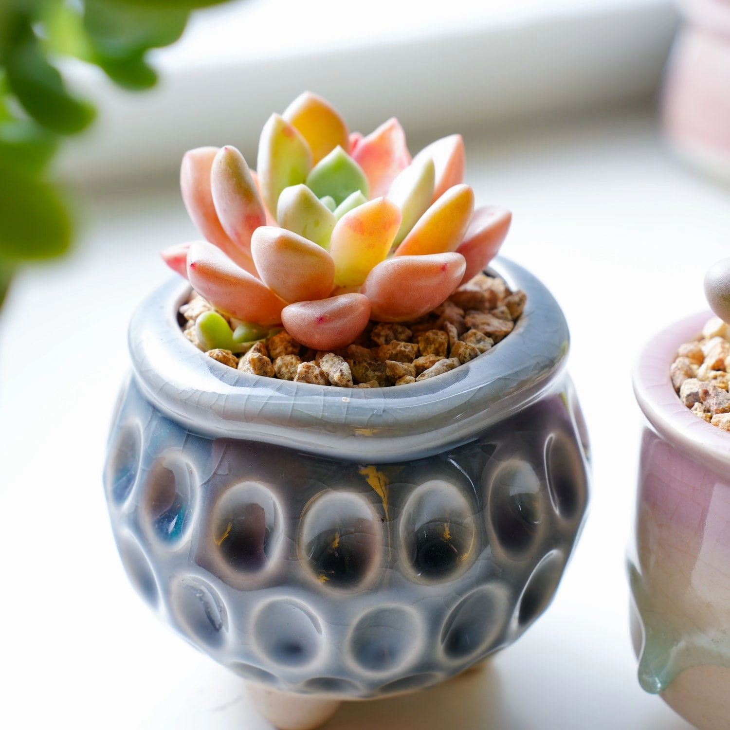 Echeveria Spotted Deer (Rare)