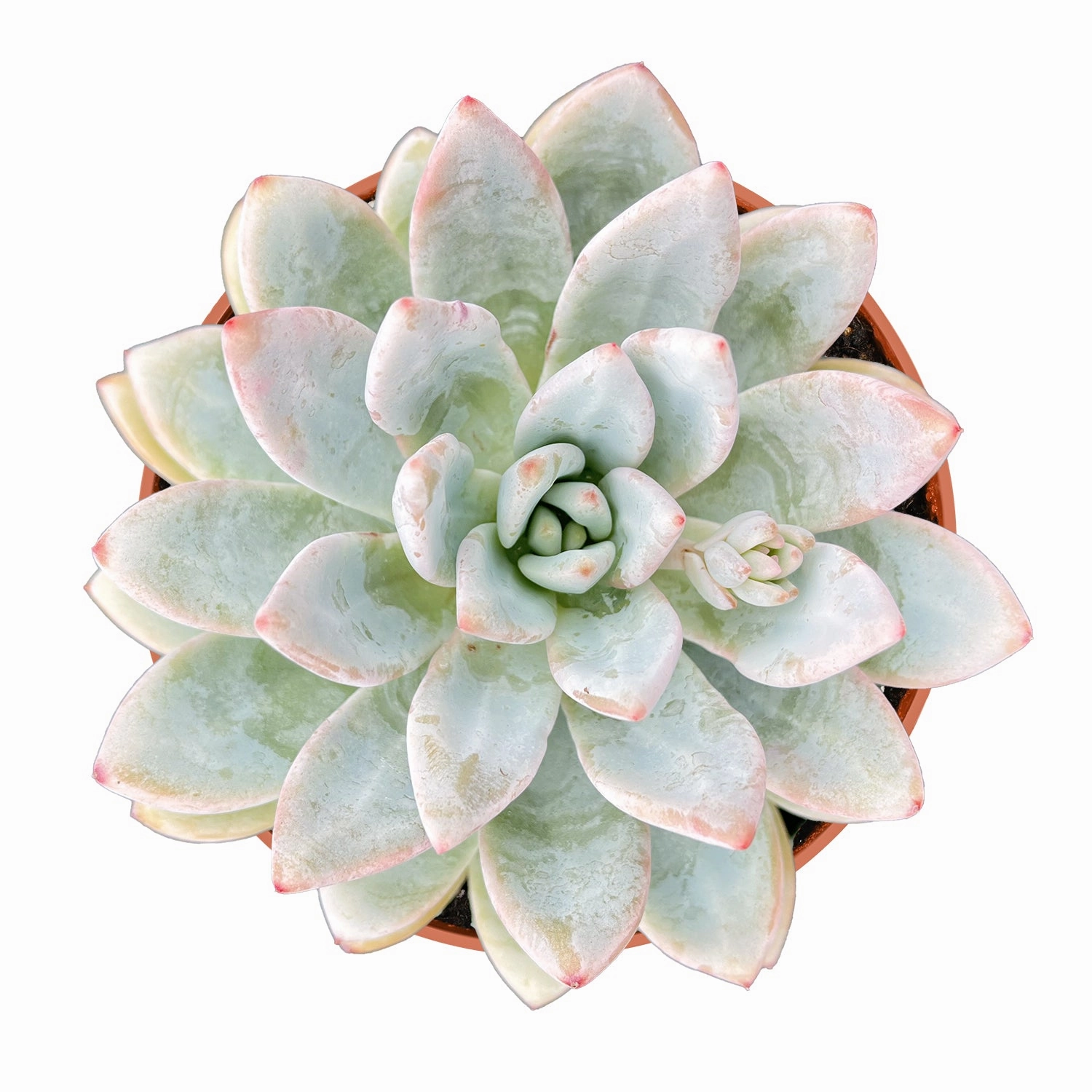 Echeveria Star Snow (4 inch) mini ornamental plant  