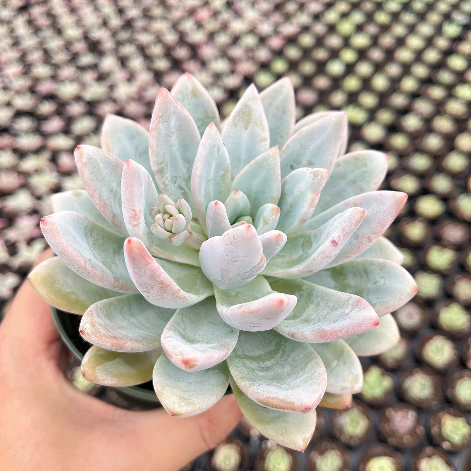 Echeveria Star Snow (4 inch)