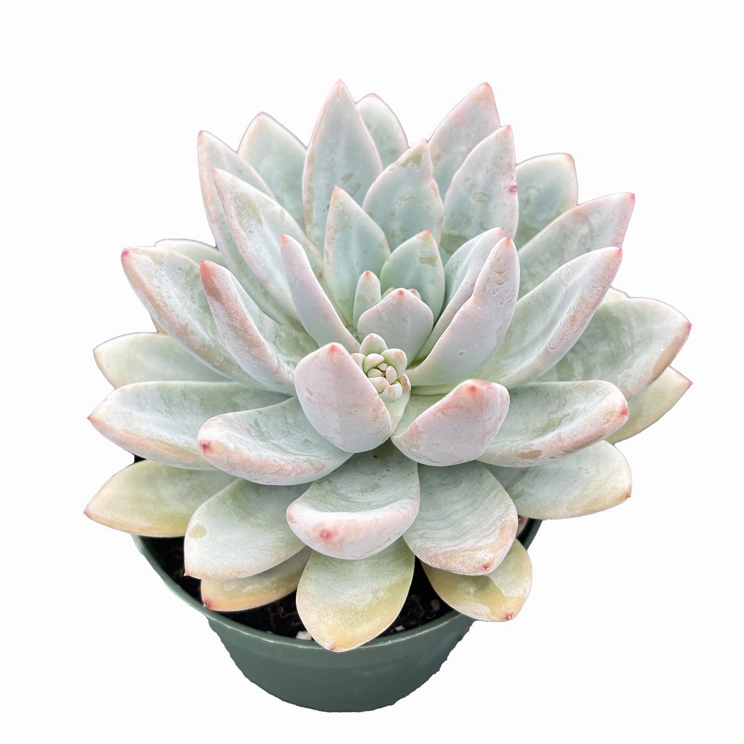 Echeveria Star Snow (4 inch)