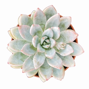 Echeveria Star Snow (4 inch) mini ornamental plant  