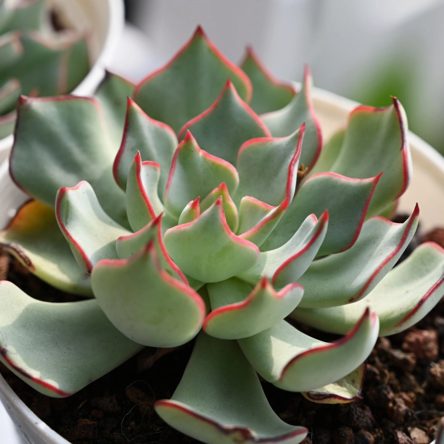 Echeveria Strictiflora var. Nova