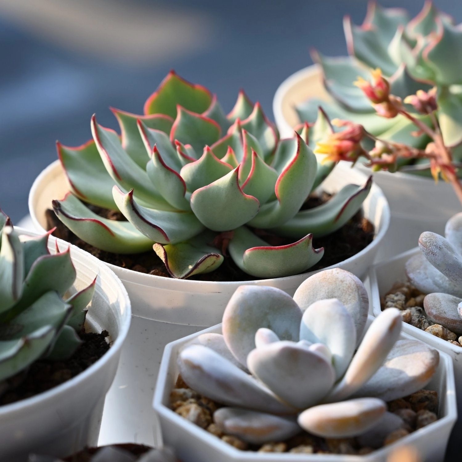 Echeveria Strictiflora var. Nova