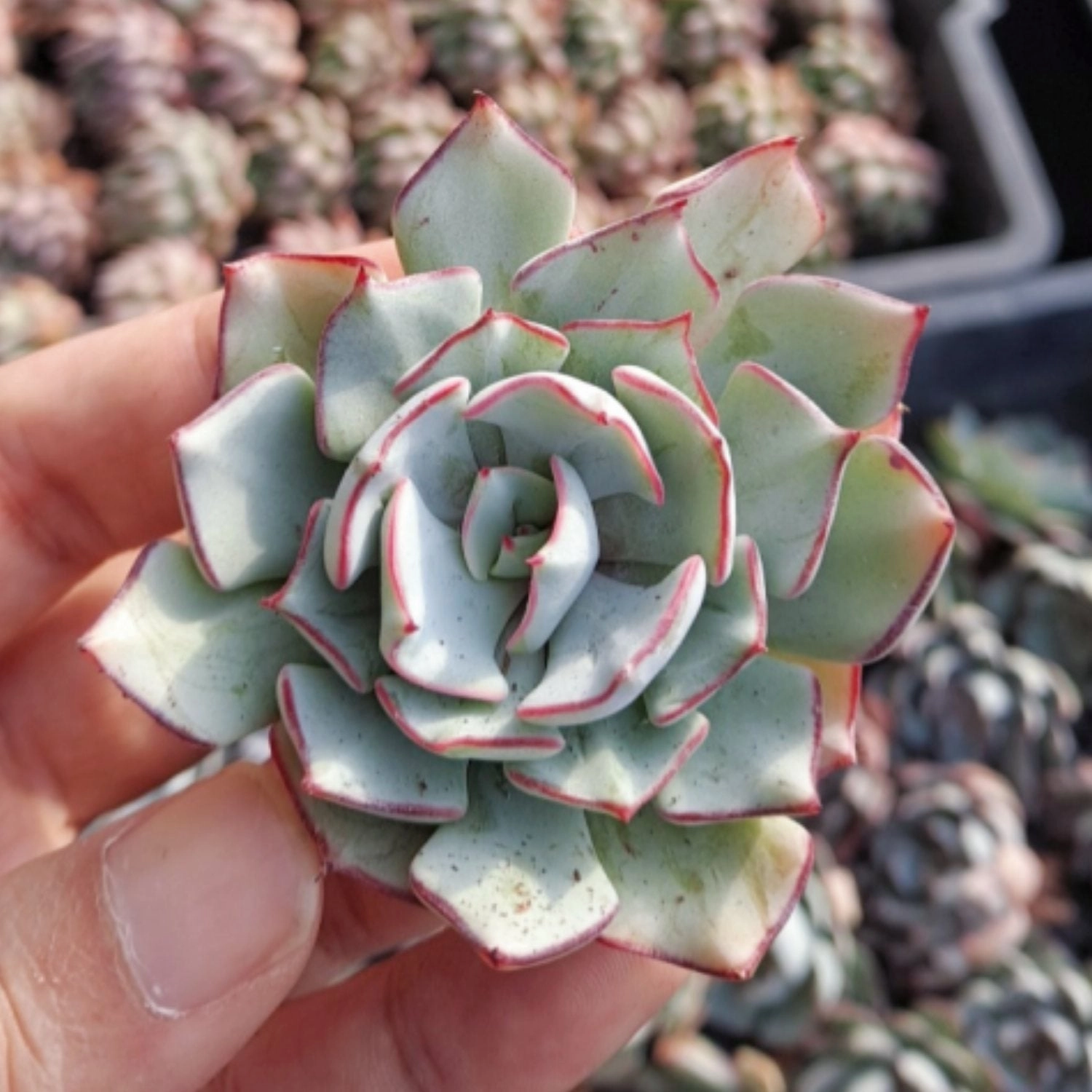 Echeveria Strictiflora var. Nova