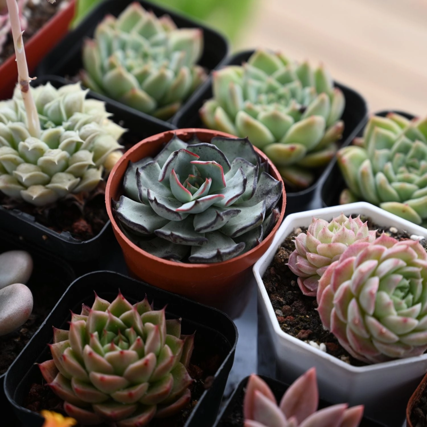 Echeveria Strictiflora var. Nova