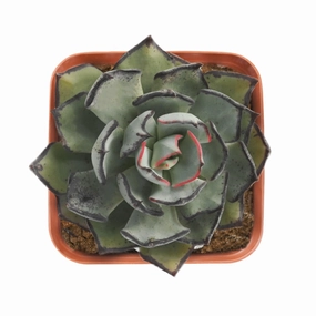 Echeveria Strictiflora var. Nova mini ornamental plant  