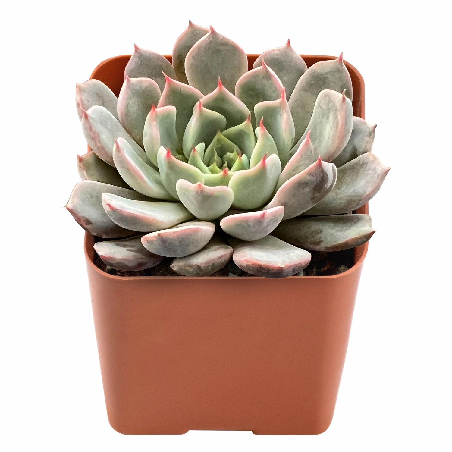 Echeveria Texensis Rosea