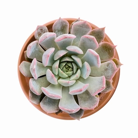 Echeveria Texensis Rosea  (4 inch) mini ornamental plant  