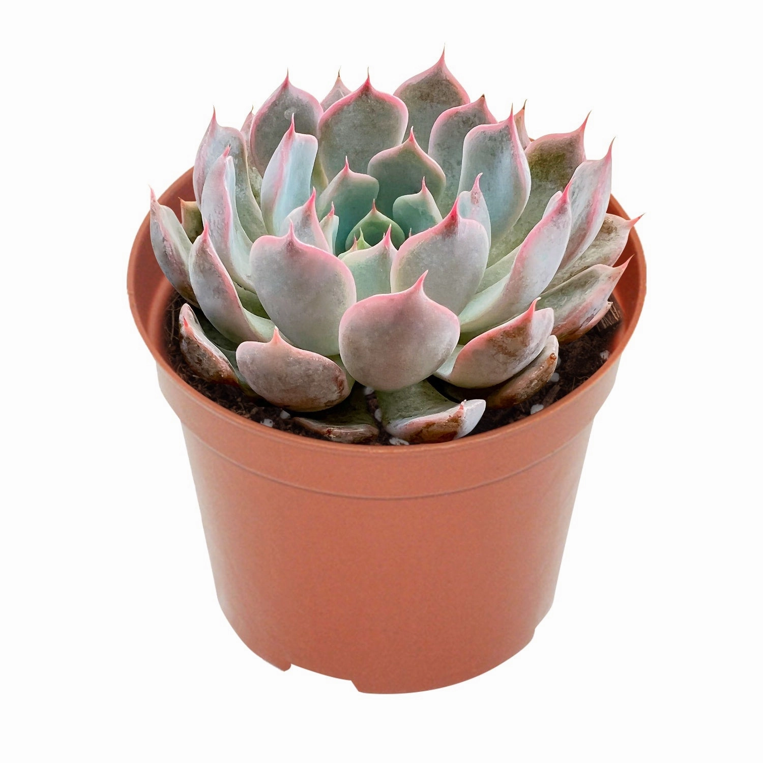 Echeveria Texensis Rosea  (4 inch)