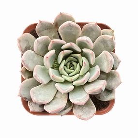 Echeveria Texensis Rosea mini ornamental plant  