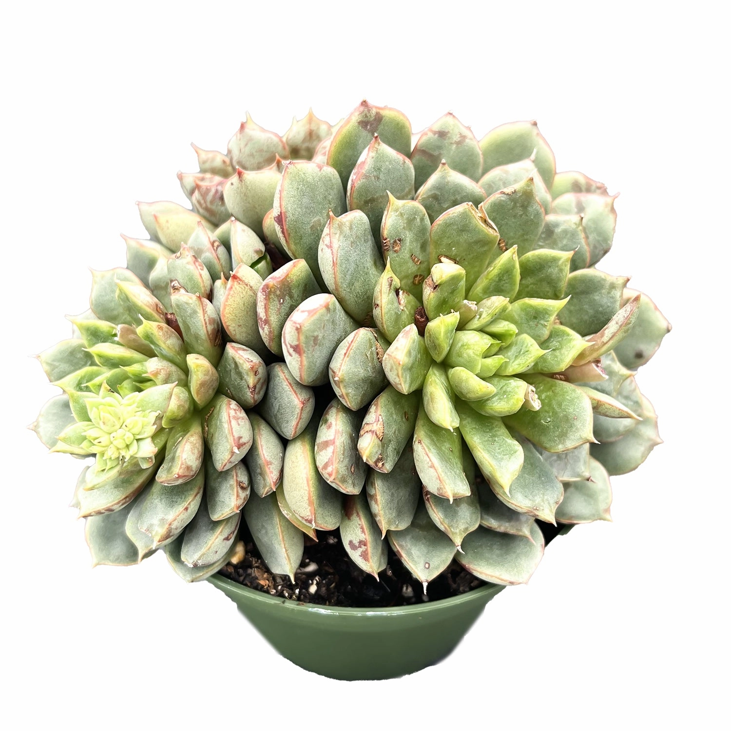 Echeveria The Next Gardener Firework (4 inch)