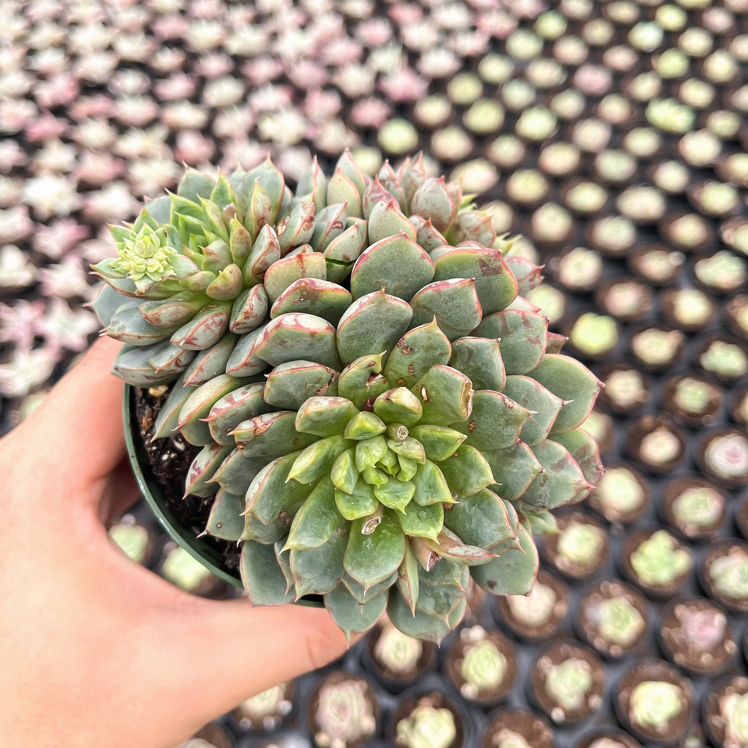 Echeveria The Next Gardener Firework (4 inch)