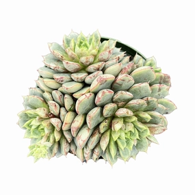 Echeveria The Next Gardener Firework (4 inch) mini ornamental plant  