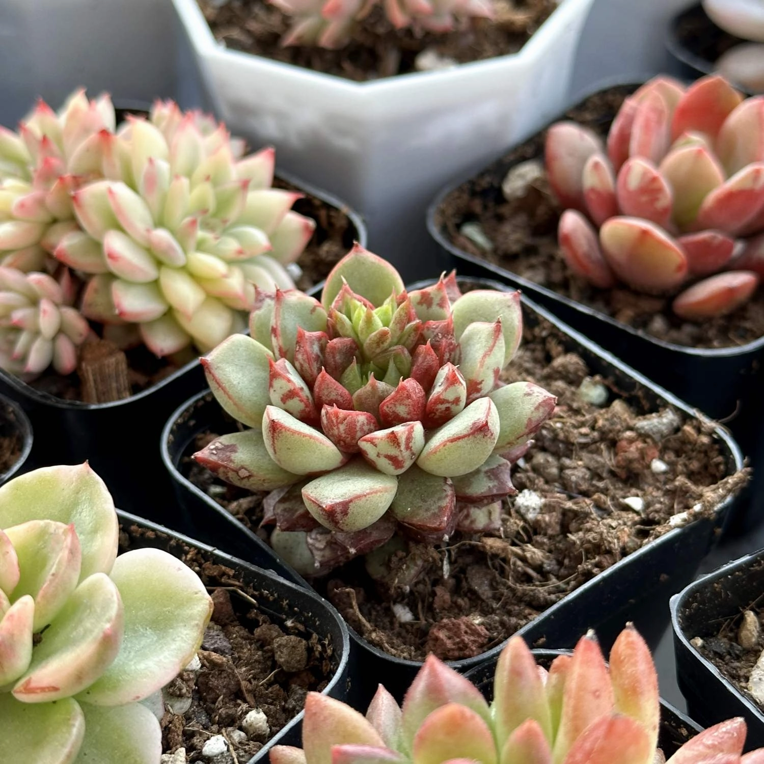 Echeveria The Next Gardener Firework (Rare)