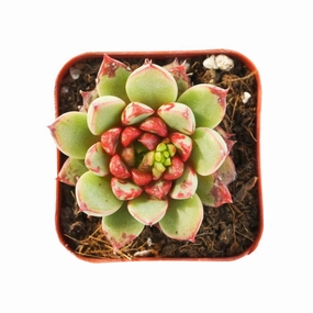 Echeveria The Next Gardener Firework (Rare) mini ornamental plant  