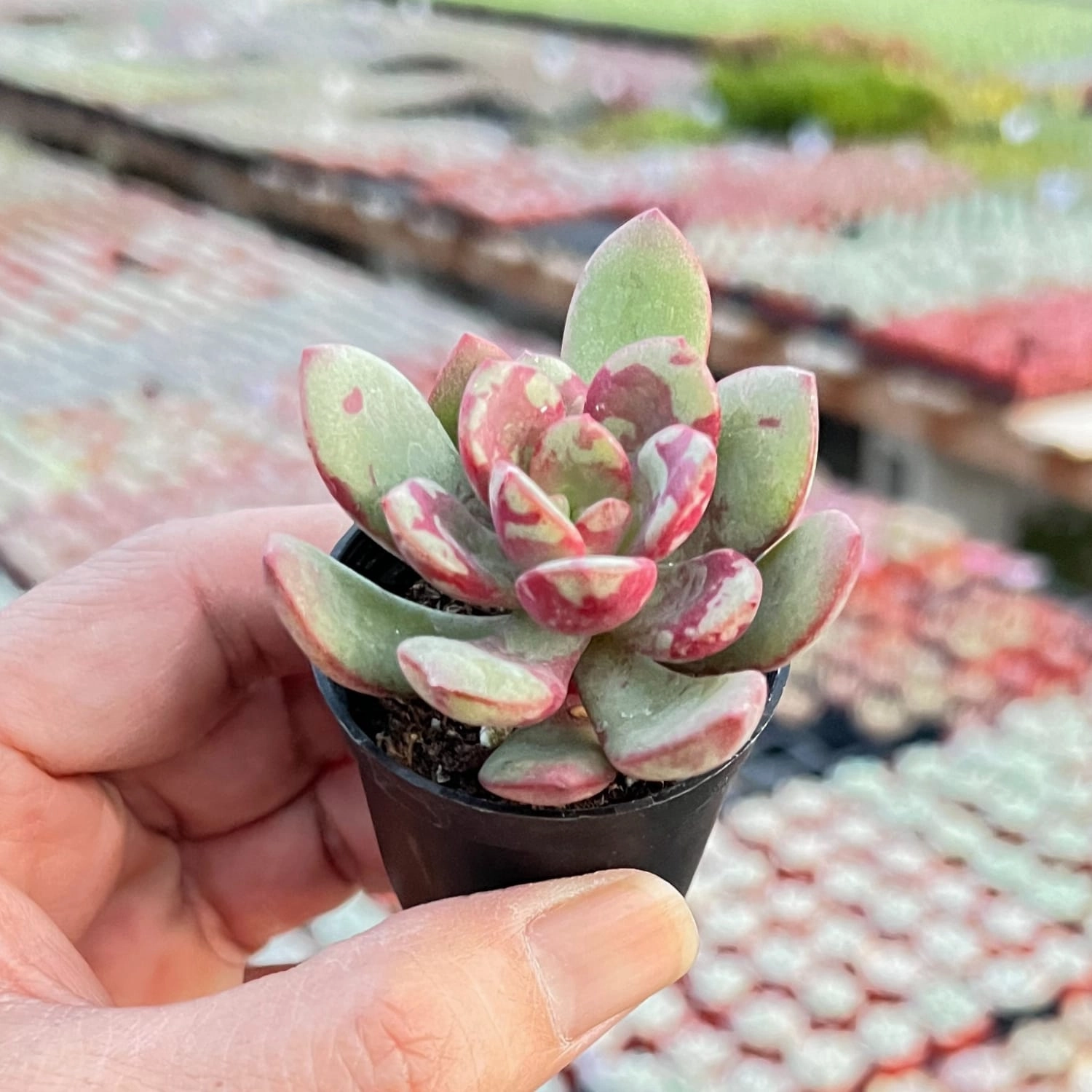 Echeveria The Next Gardener Huadan (Rare)