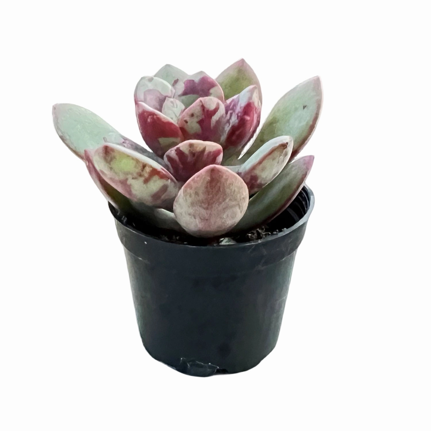 Echeveria The Next Gardener Huadan (Rare)