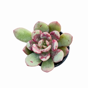 Echeveria The Next Gardener Huadan (Rare) mini ornamental plant  